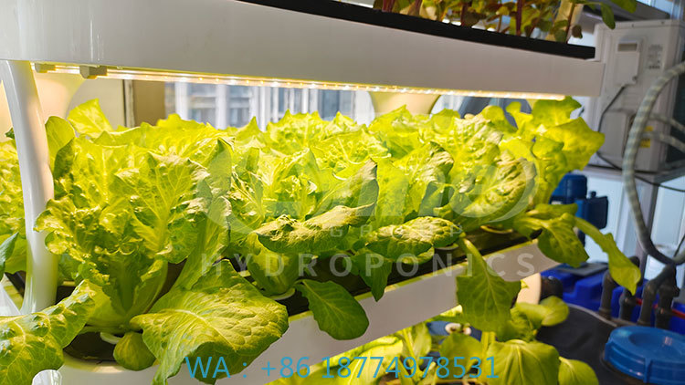 Agriculture Vertical Farming - c Landbouwmachine voor het kweken van