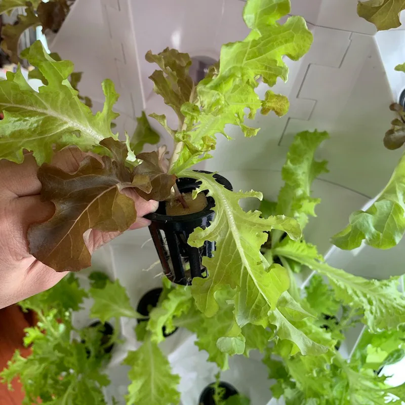 Verticale landbouw in kassen,  - Agriculture Vertical Farming recensie en prijs
