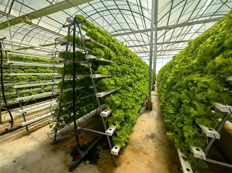Landbouwkassen Sla Nft Hydrocu - Agriculture Vertical Farming recensie en prijs