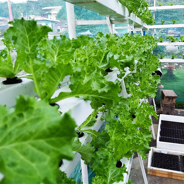 Landbouwkassen Sla Nft Hydrocu - Agriculture Vertical Farming recensie en prijs